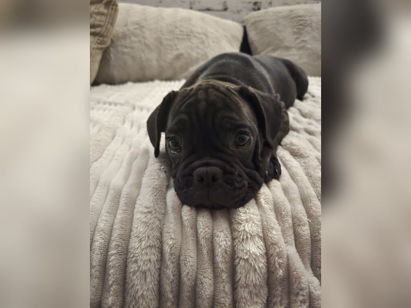 Wundervolle Bulldoggen-Welpen suchen ihr Für-Immer-Zuhause!