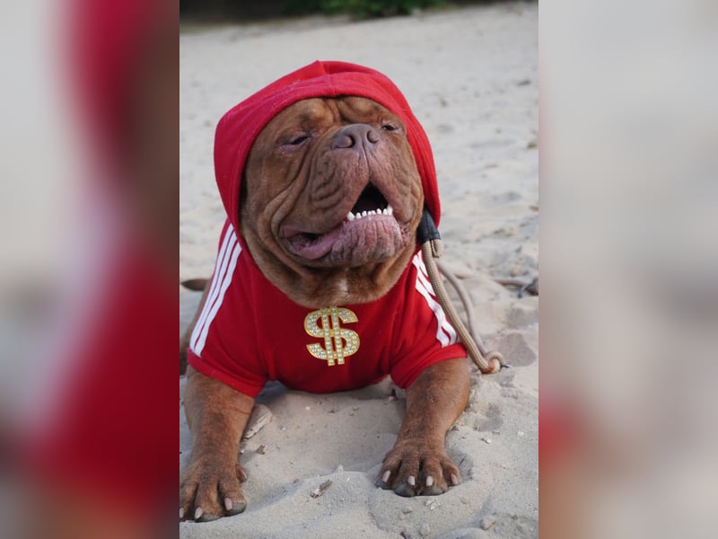 Old english bulldog Oeb Rüde sucht Traum Zu Hause