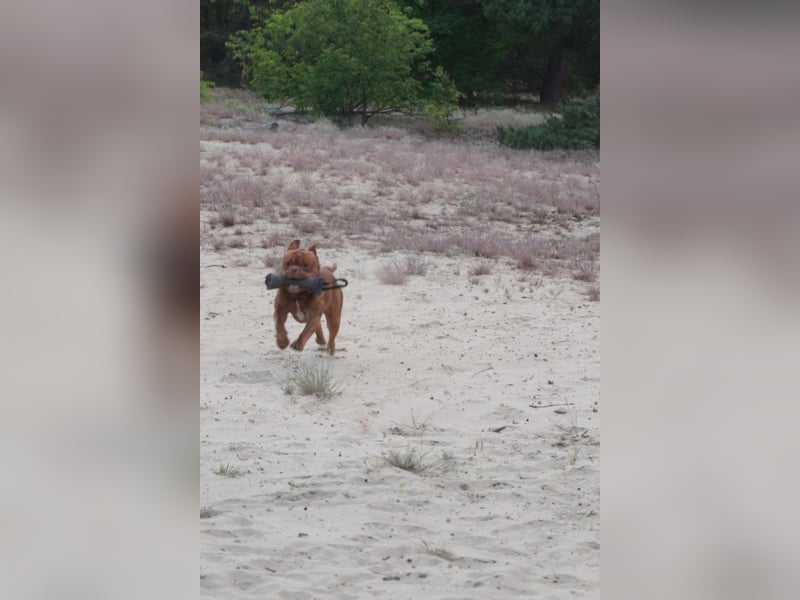 Old english bulldog Oeb Rüde sucht Traum Zu Hause