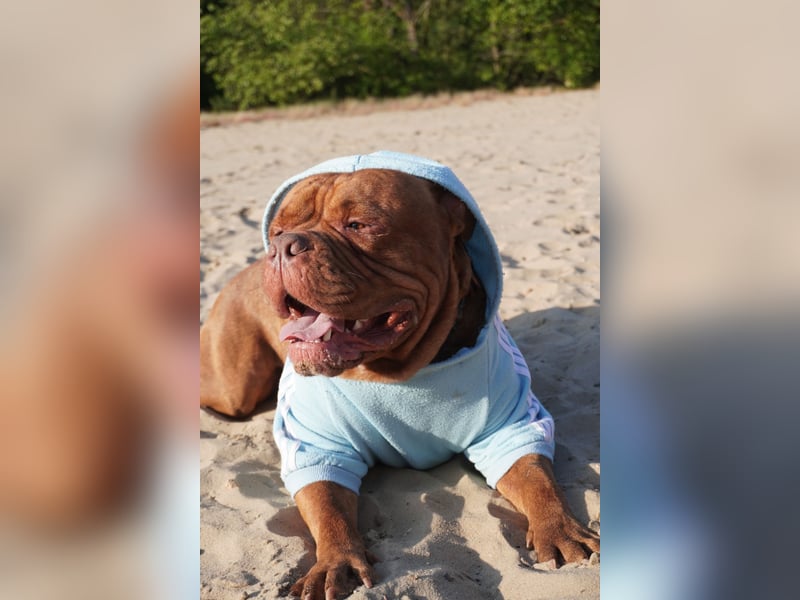 Old english bulldog Oeb Rüde sucht Traum Zu Hause