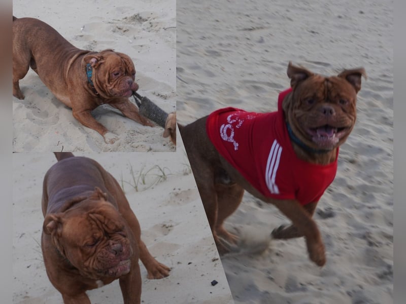 Old english bulldog Oeb Rüde sucht Traum Zu Hause