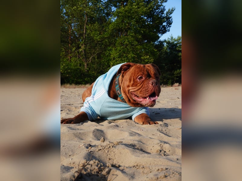 Old english bulldog Oeb Rüde sucht Traum Zu Hause
