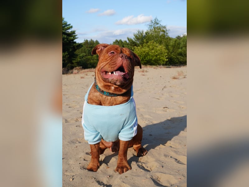 Old english bulldog Oeb Rüde sucht Traum Zu Hause