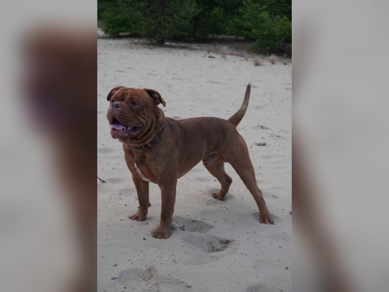 Old english bulldog Oeb Rüde sucht Traum Zu Hause