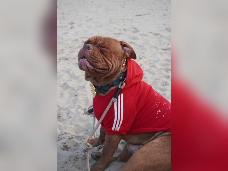 Old english bulldog Oeb Rüde sucht Traum Zu Hause