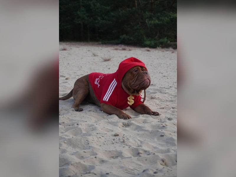 Old english bulldog Oeb Rüde sucht Traum Zu Hause