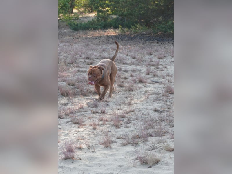 Old english bulldog Oeb Rüde sucht Traum Zu Hause