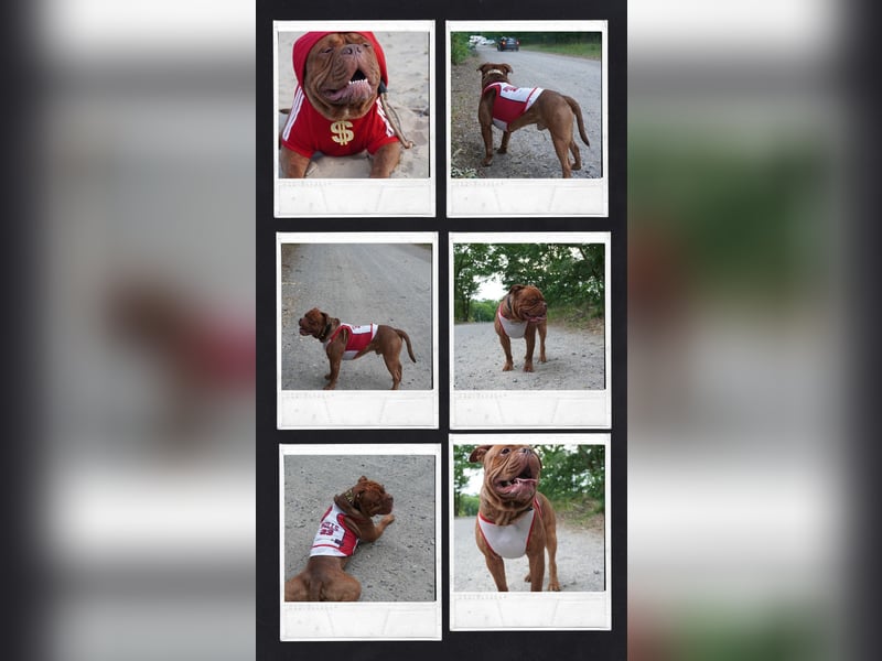 Old english bulldog Oeb Rüde sucht Traum Zu Hause
