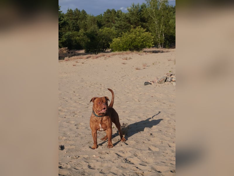 Old english bulldog Oeb Rüde sucht Traum Zu Hause