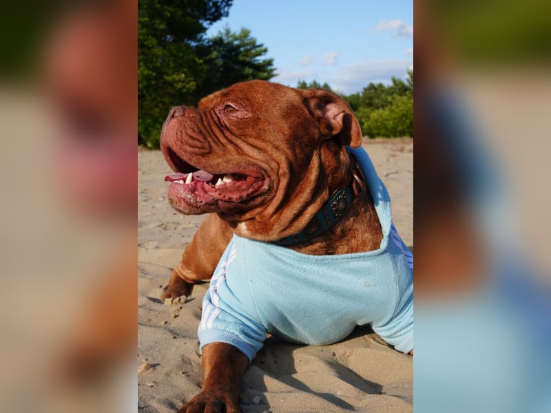 Old english bulldog Oeb Rüde sucht Traum Zu Hause