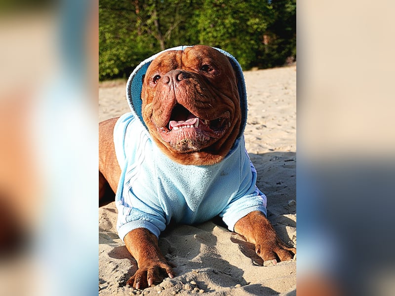 Old english bulldog Oeb Rüde sucht Traum Zu Hause