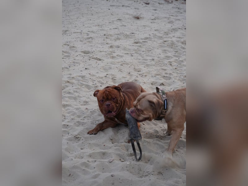 Old english bulldog Oeb Rüde sucht Traum Zu Hause