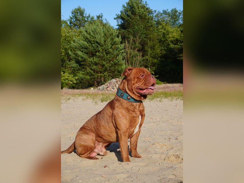 Old english bulldog Oeb Rüde sucht Traum Zu Hause