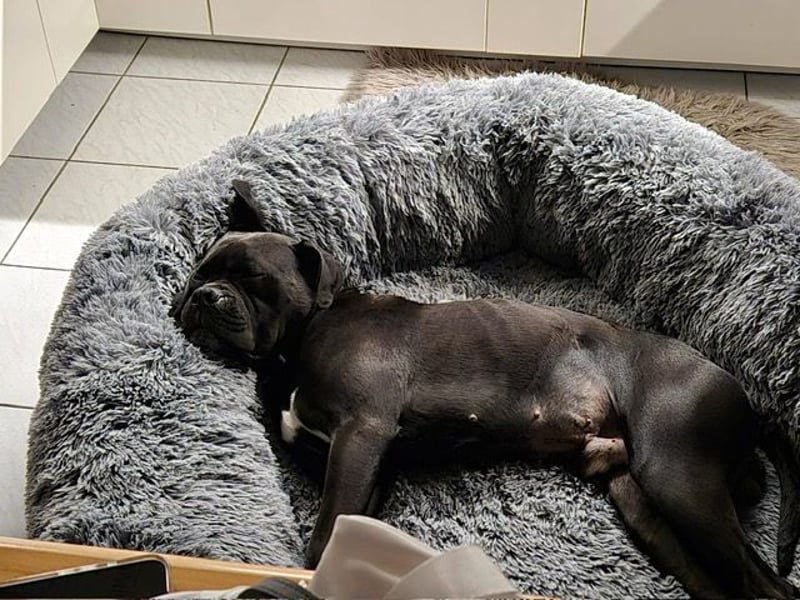 OEB Boxer Mix Nero aus schlechter Haltung