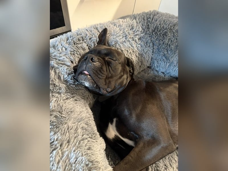 OEB Boxer Mix Nero aus schlechter Haltung