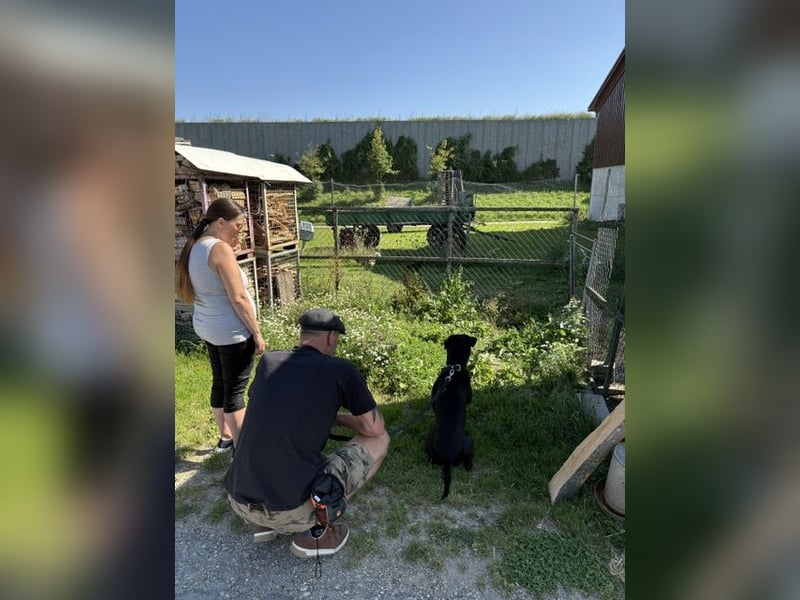 OEB Boxer Mix Nero aus schlechter Haltung