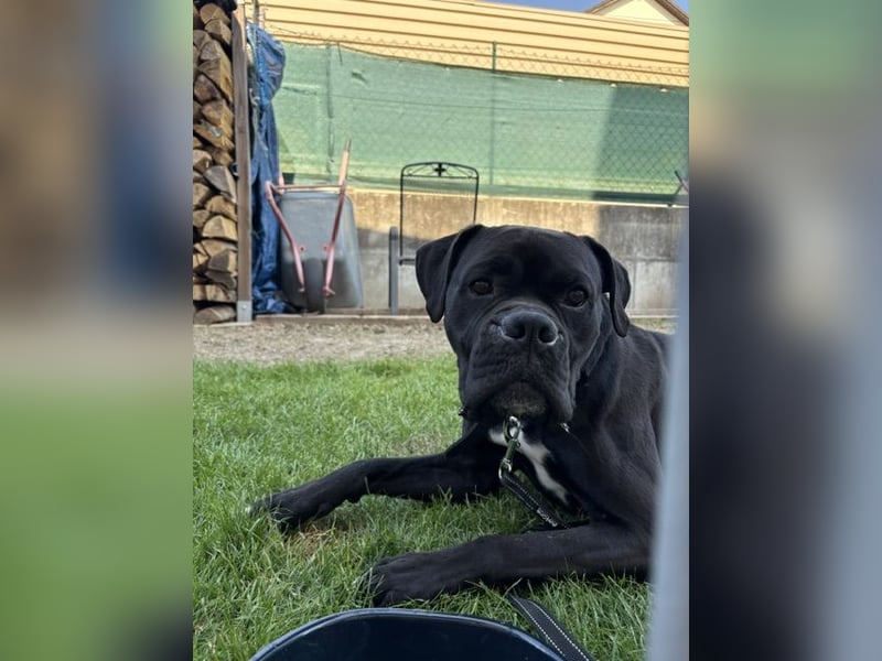 OEB Boxer Mix Nero aus schlechter Haltung
