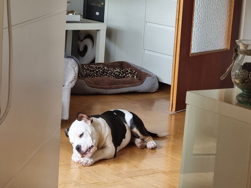 Bulett sucht neues Zuhause