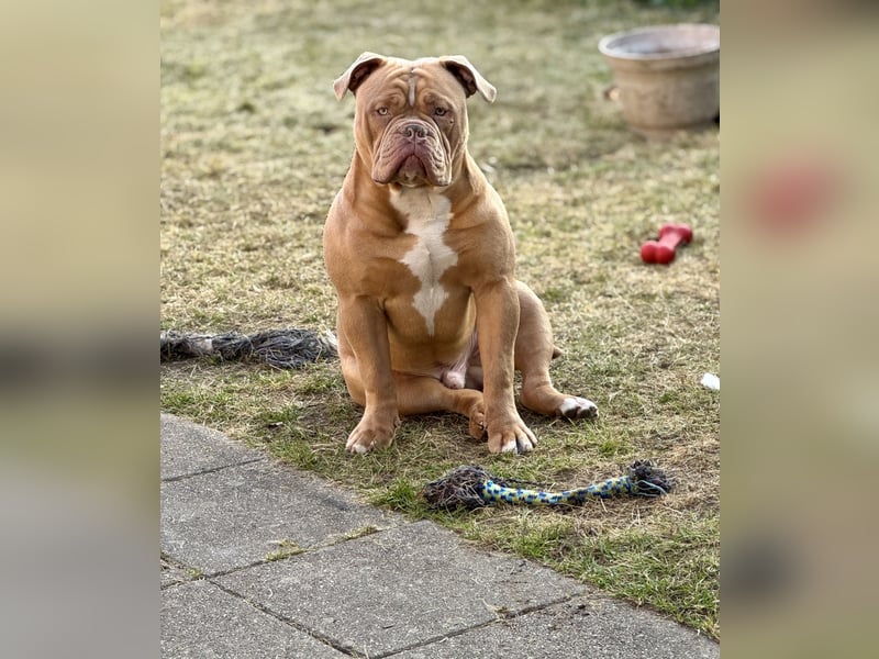 Majestätischer Exotischer Old English Bulldog Deckrüde für anspruchsvolle Hundebesitze