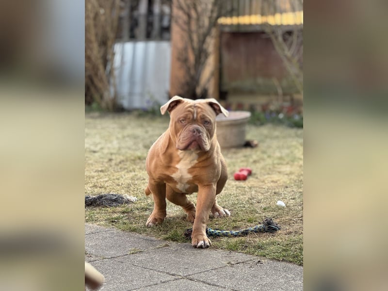 Majestätischer Exotischer Old English Bulldog Deckrüde für anspruchsvolle Hundebesitze