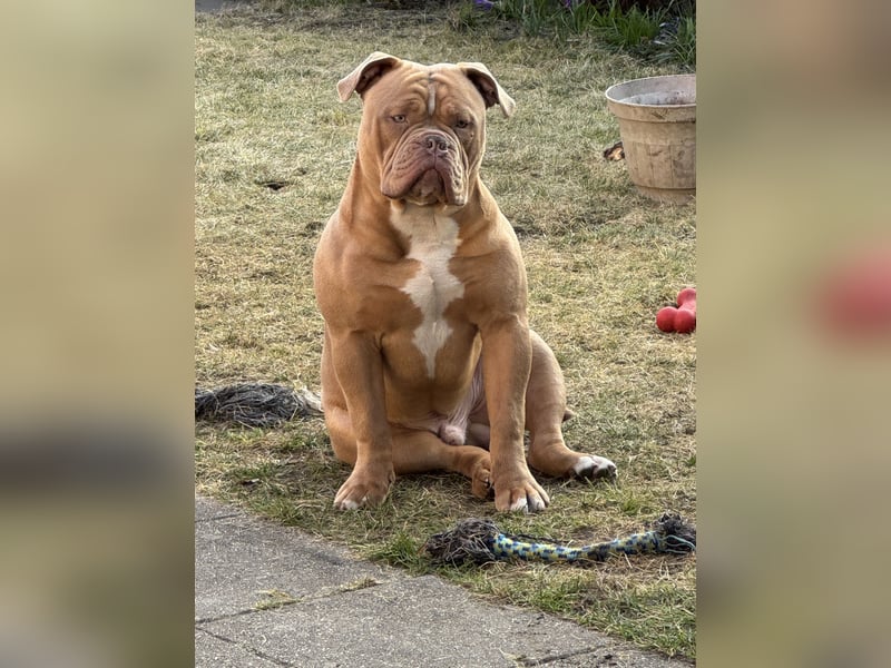 Majestätischer Exotischer Old English Bulldog Deckrüde für anspruchsvolle Hundebesitze