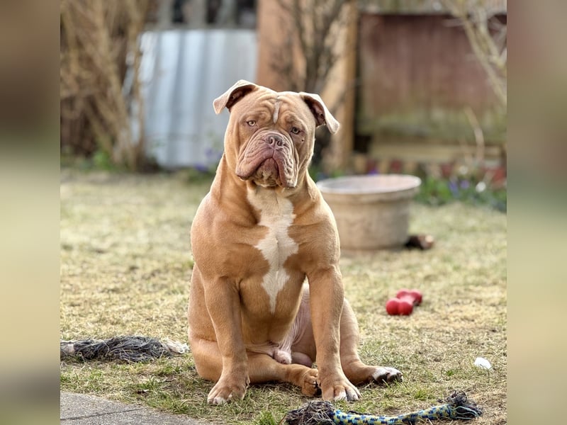 Majestätischer Exotischer Old English Bulldog Deckrüde für anspruchsvolle Hundebesitze