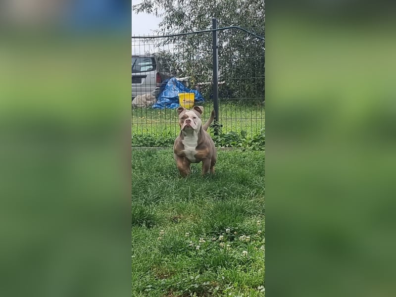 Olde English Bulldog Deckrüde