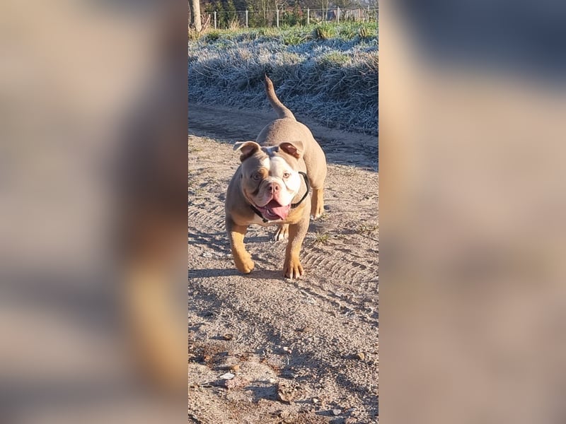 Olde English Bulldog Deckrüde
