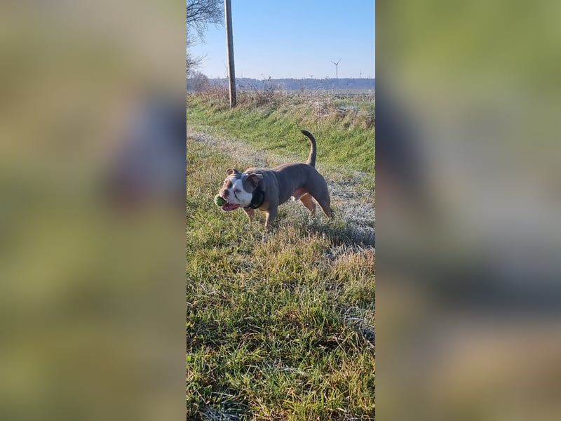 Olde English Bulldog Deckrüde