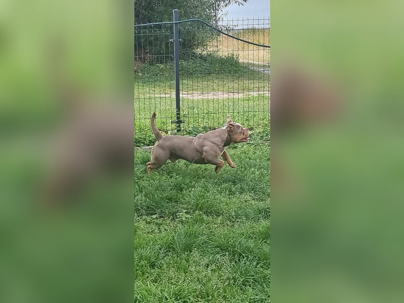Olde English Bulldog Deckrüde