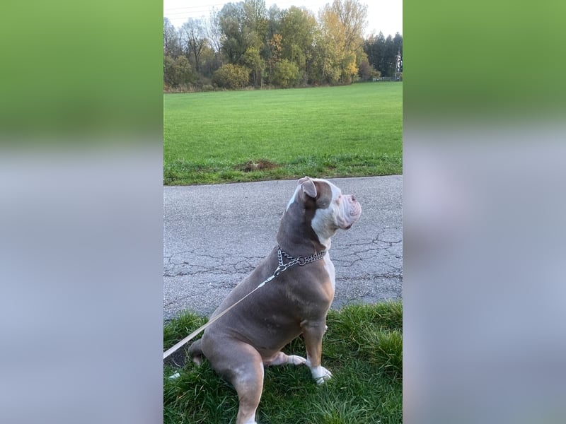 Deckrüde Old englisch Bulldog sucht Mädchen zum decken