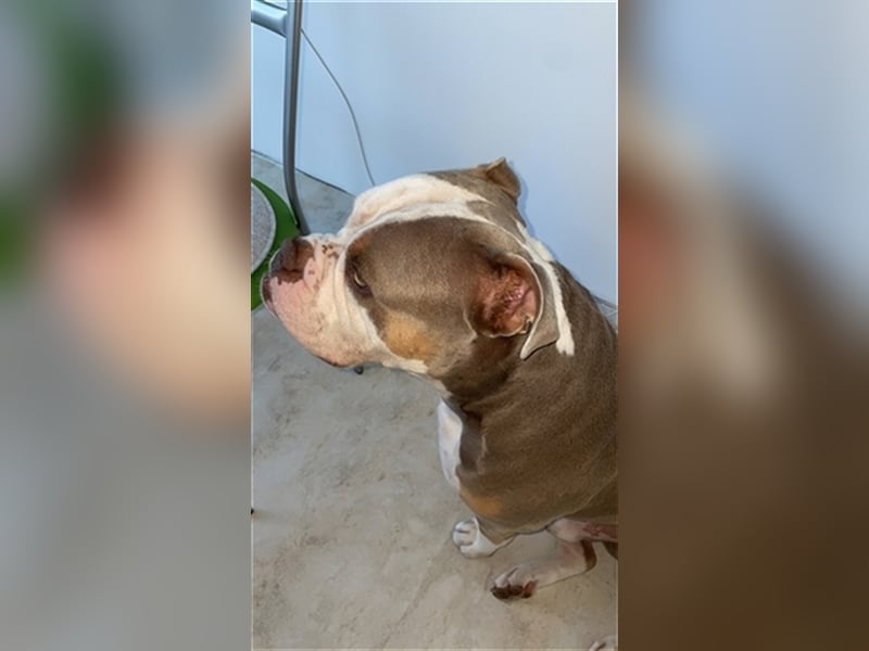 Deckrüde Old englisch Bulldog sucht Mädchen zum decken