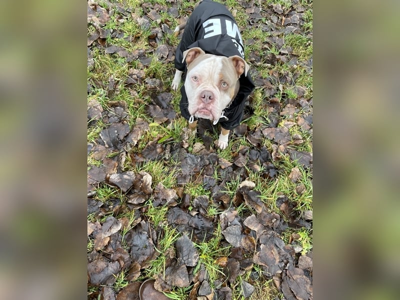Deckrüde Old englisch Bulldog sucht Mädchen zum decken