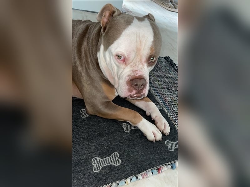 Deckrüde Old englisch Bulldog sucht Mädchen zum decken