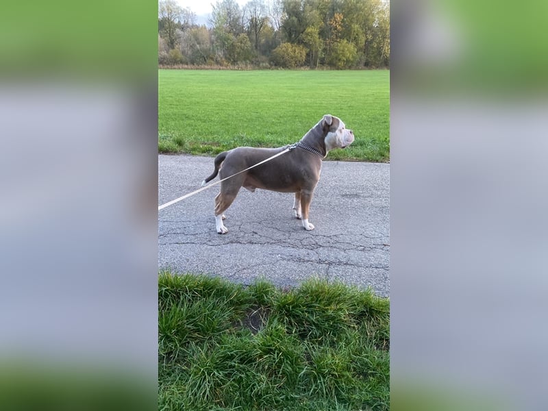 Deckrüde Old englisch Bulldog sucht Mädchen zum decken