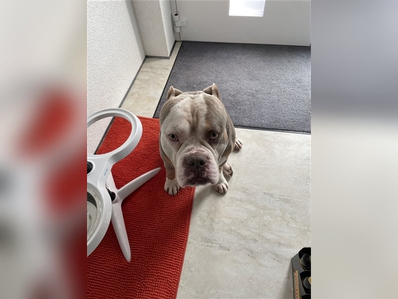 Deckrüde Old englisch Bulldog sucht Mädchen zum decken