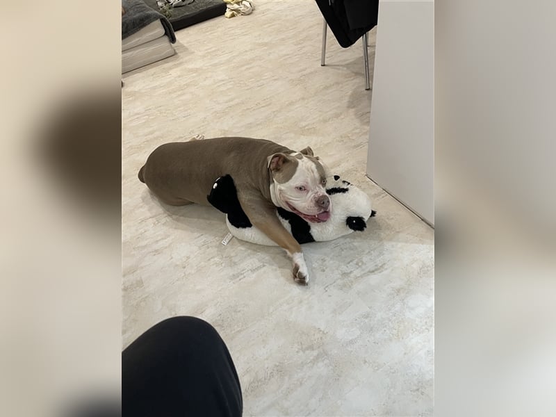 Deckrüde Old englisch Bulldog sucht Mädchen zum decken