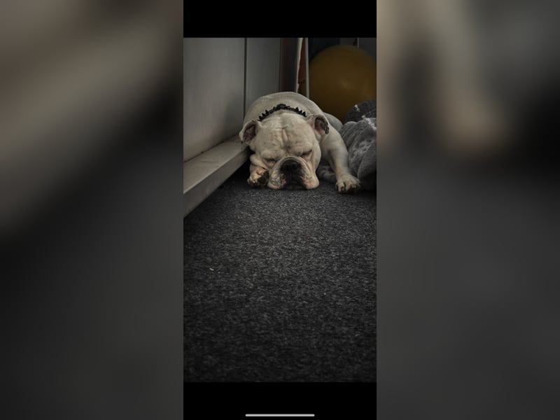 Nicht zu vermitteln nur als Deckrüde gedacht.