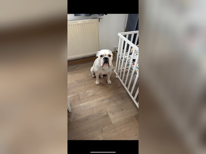 Nicht zu vermitteln nur als Deckrüde gedacht.