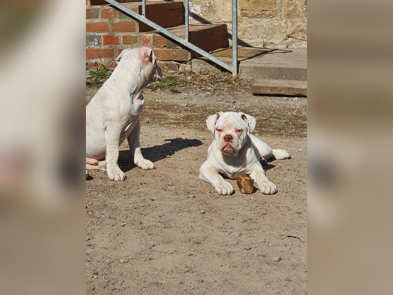 Old English Bulldog Welpen/ Alternativ Bulldoggen/ OEB