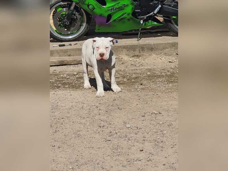 Old English Bulldog Welpen/ Alternativ Bulldoggen/ OEB