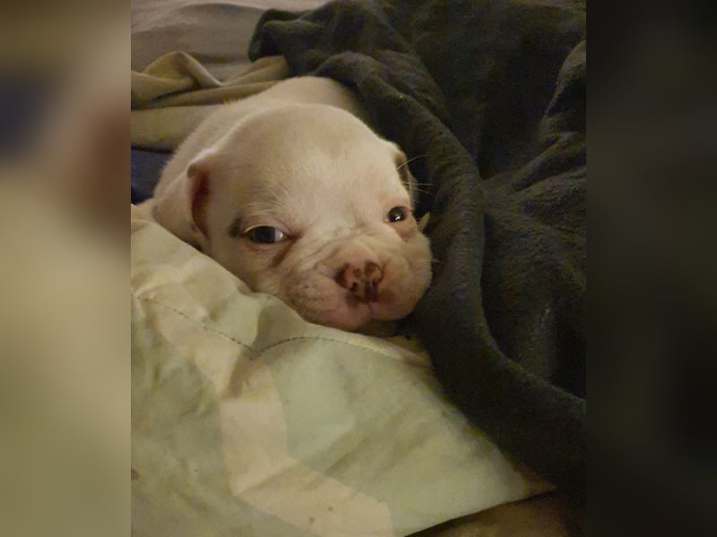 Old English Bulldog Welpen/ Alternativ Bulldoggen/ OEB