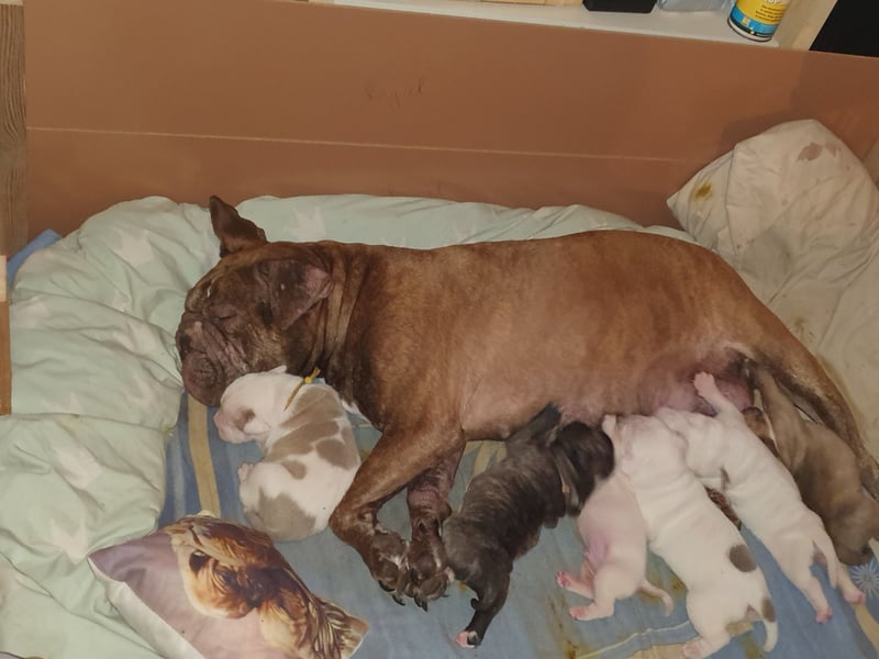 Old English Bulldog Welpen/ Alternativ Bulldoggen/ OEB