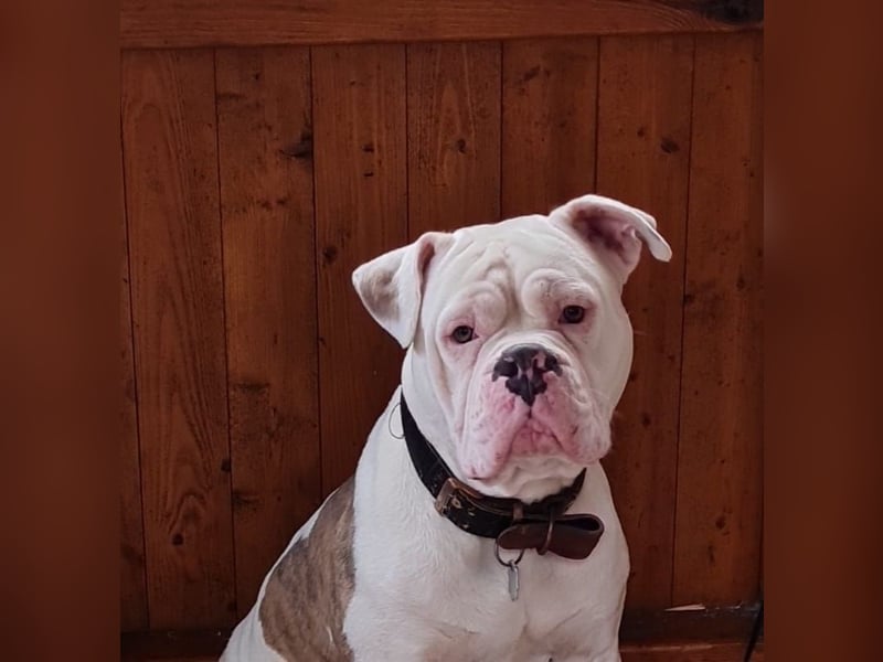 Old English Bulldog Welpen/ Alternativ Bulldoggen/ OEB