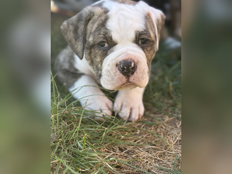 Zuckersüße OEB / Boxer Welpen