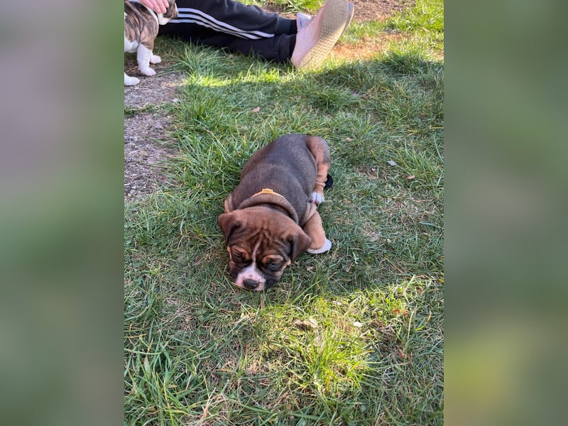 Zuckersüße OEB / Boxer Welpen