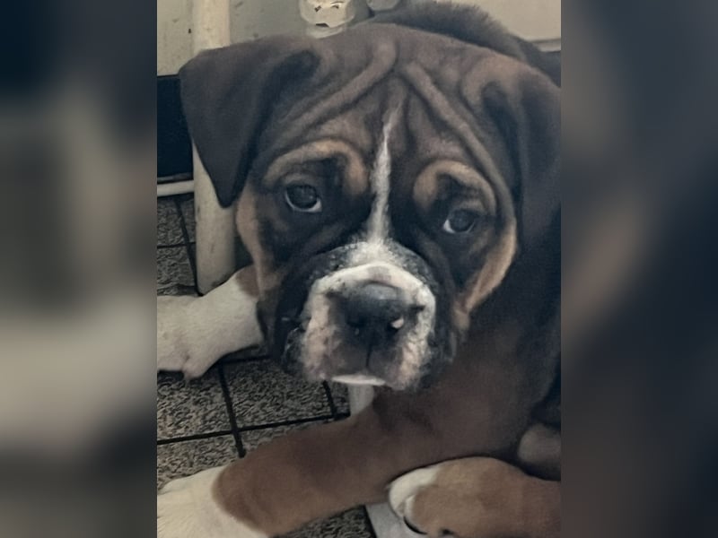 Zuckersüße OEB / Boxer Welpen