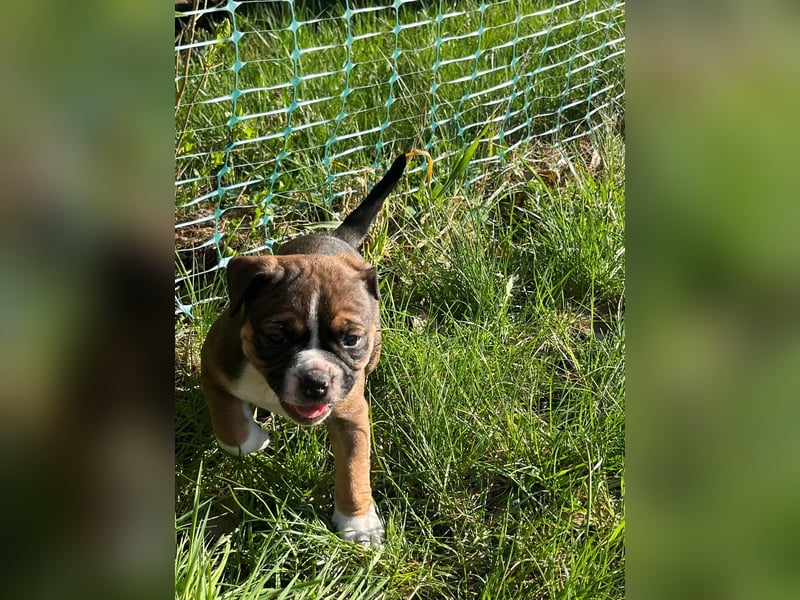 Zuckersüße OEB / Boxer Welpen