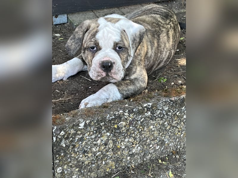 Zuckersüße OEB / Boxer Welpen