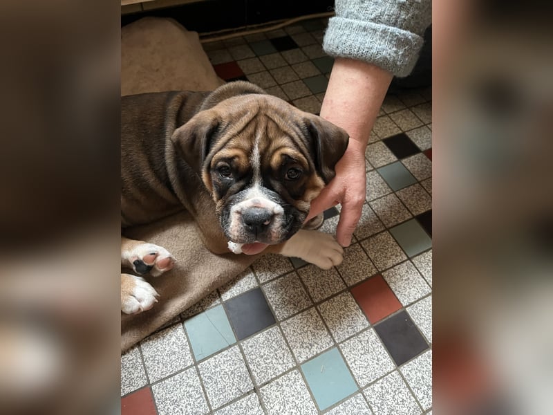 Zuckersüße OEB / Boxer Welpen